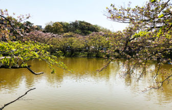 【大船】亀の背後に黒い陰・驚かない結末が！谷戸池桜は散ってしまいましたが緑は濃く