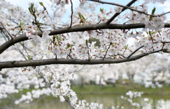 【大船】谷戸池の桜は満開2020年4月1日～4月3日